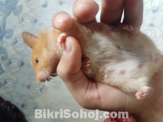 Syrian Hamster